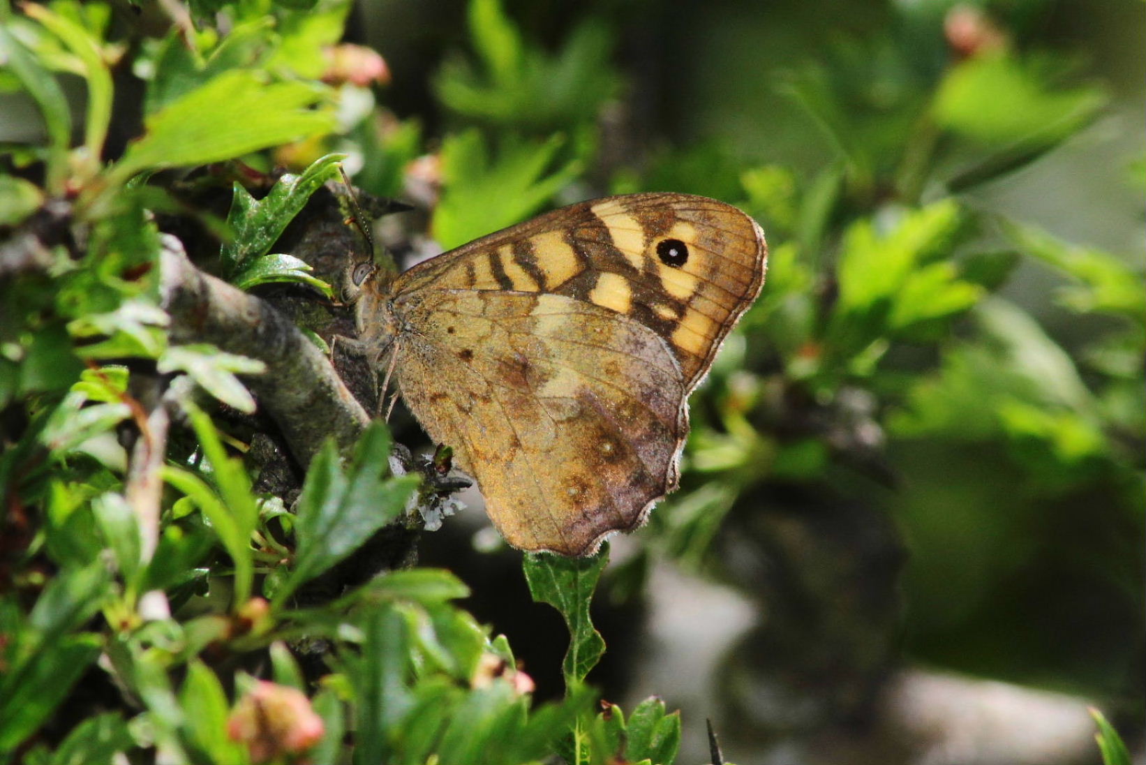 Lepidoptera da determinare 1  - Pararge aegeria